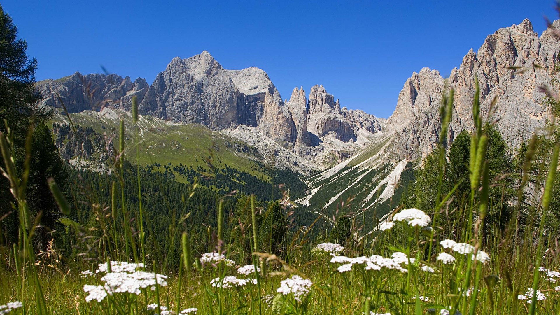 Fassatal Skigebiet Pistenplan Felsige Berge mit blühender Wiese und blauem Himmel