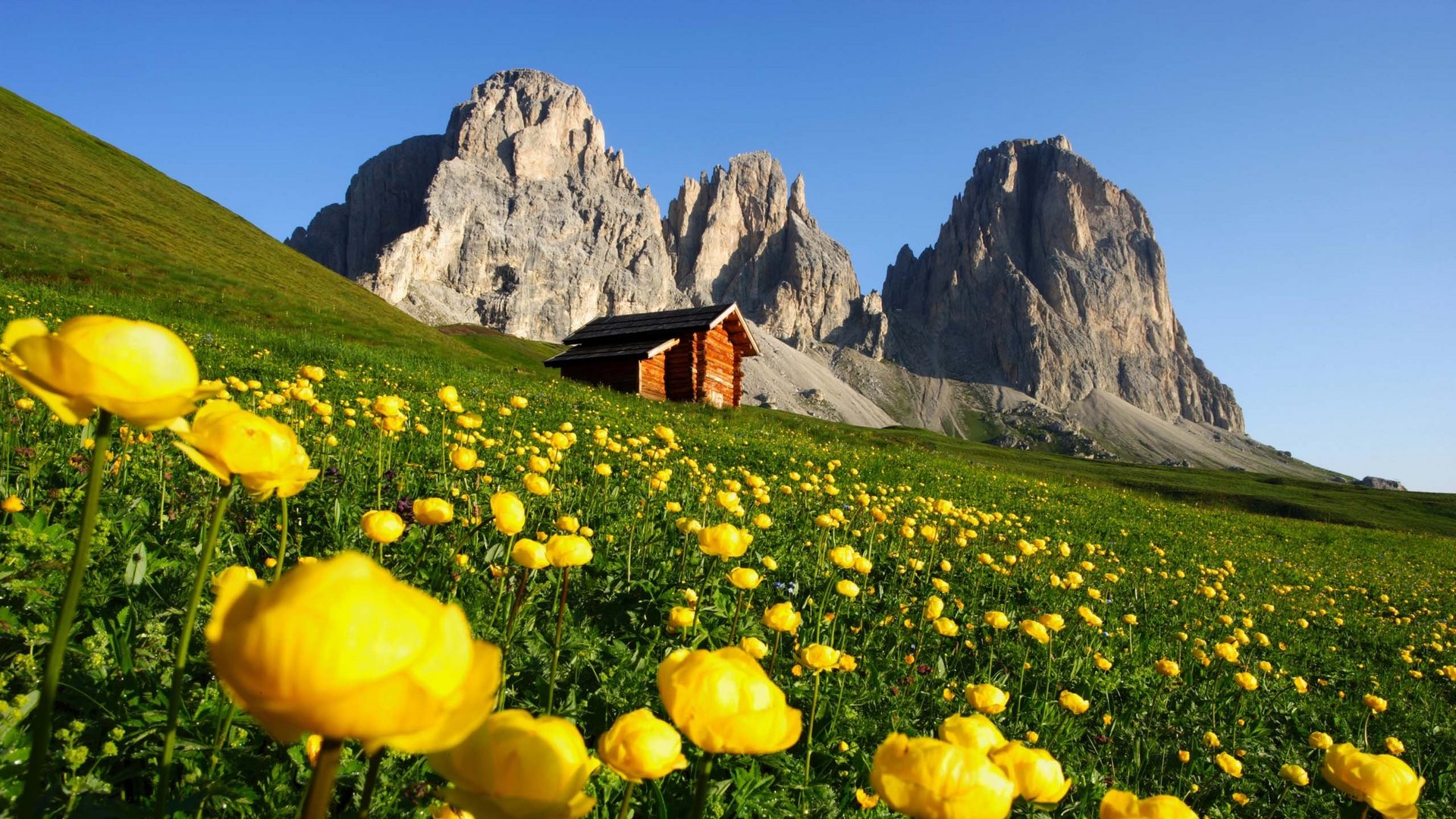Fassatal Skigebiet Pistenplan Wiese mit gelben Blumen, Hütte und felsigen Bergen im Hintergrund