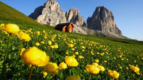 Picture gallery Field of yellow flowers with wooden cabin and rocky mountains in background