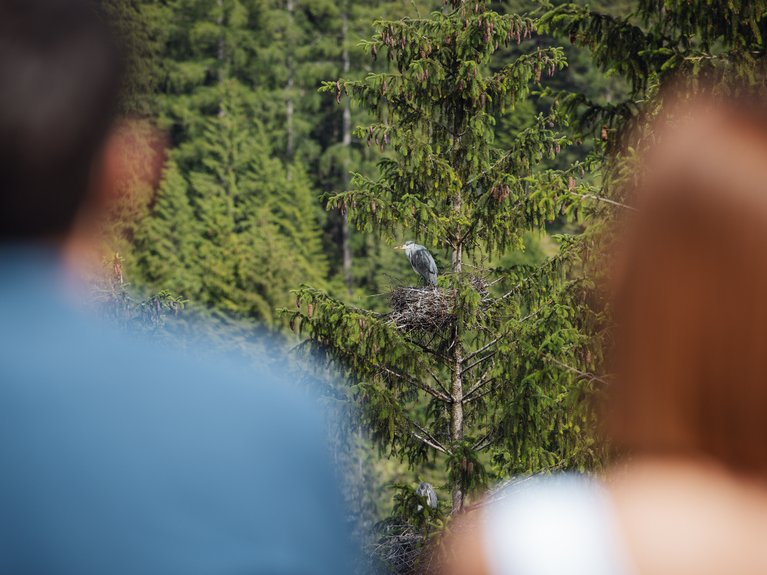 Hotel Latemar mit Dolomitenblick Zwei Personen beobachten einen Graureiher im Nest auf einem Baum im Wald