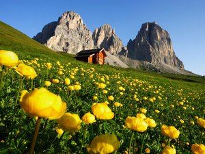 Hotel in Val di Fassa: your Hotel Latemar Field of yellow flowers with wooden cabin and rocky mountains in background