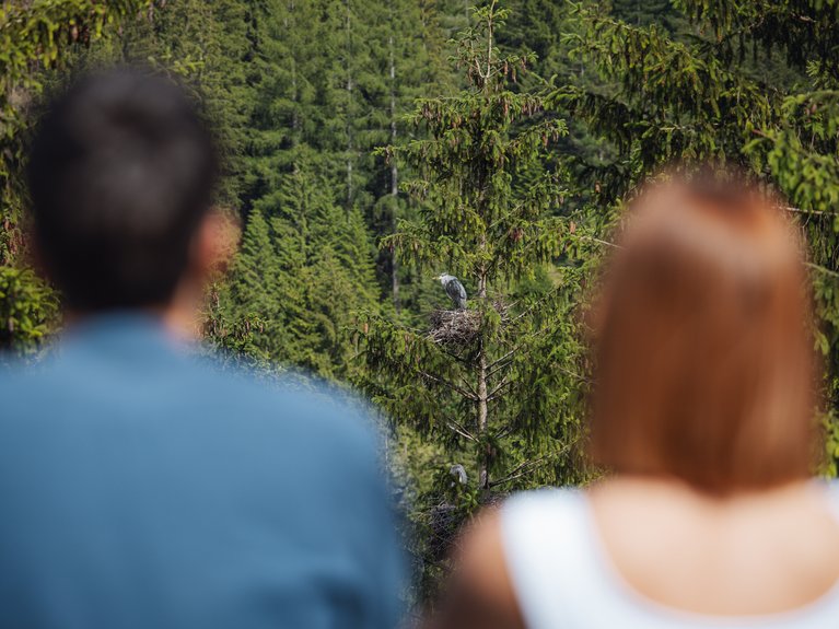 Hotel Latemar con vista sulle Dolomiti Due persone che osservano un uccello su un albero in una foresta