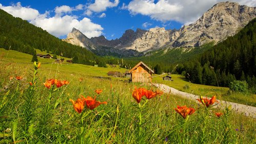Val di Fassa: Pistenplan oder Sommererlebnisse gesucht? Orange Blumen auf einer Wiese mit Chalets und Bergen im Hintergrund