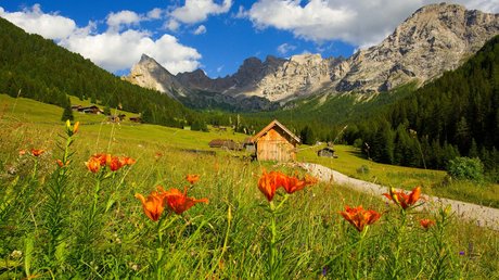 Picture gallery Orange flowers in a meadow with chalets and mountains in the background